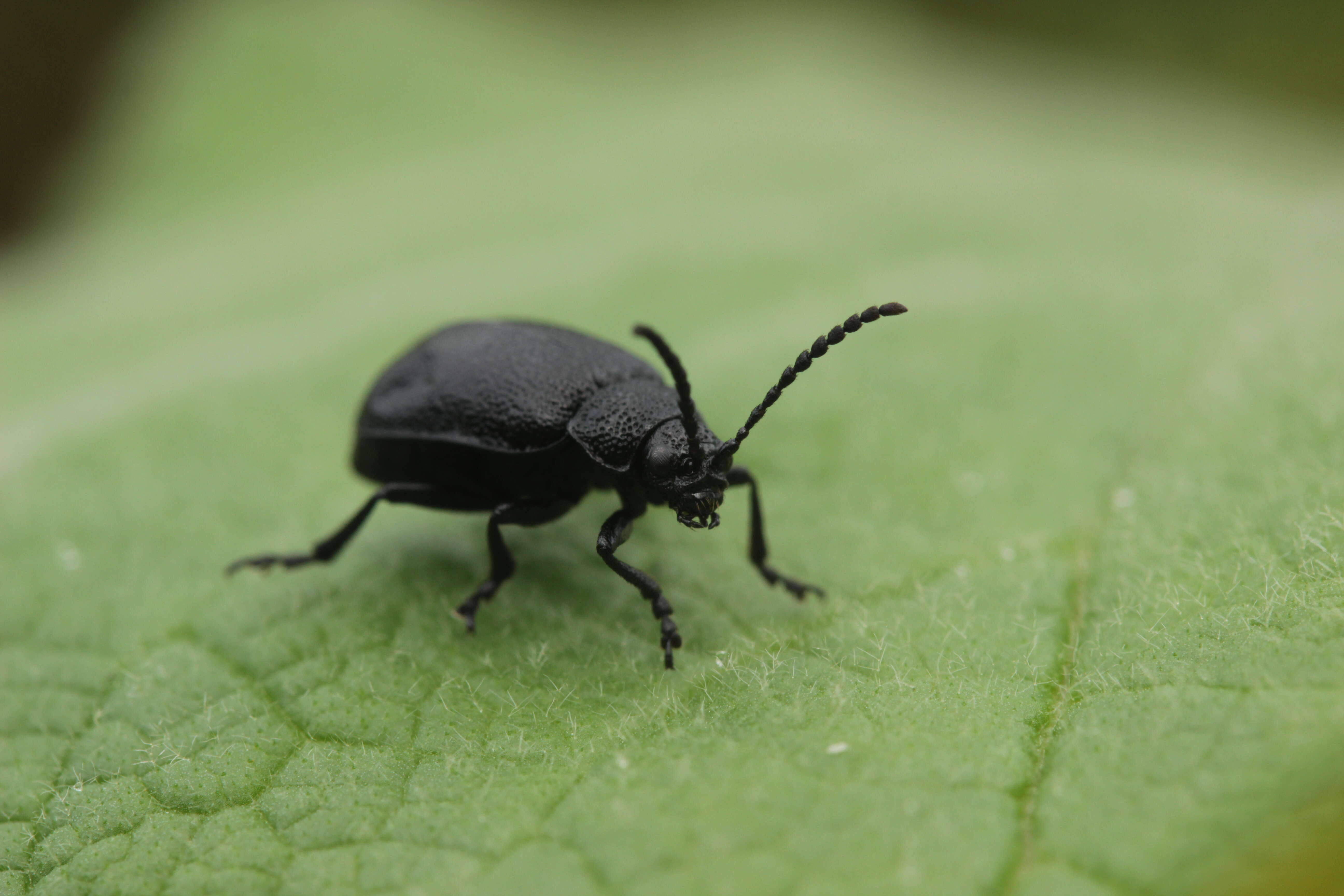 Image of Galeruca tanaceti