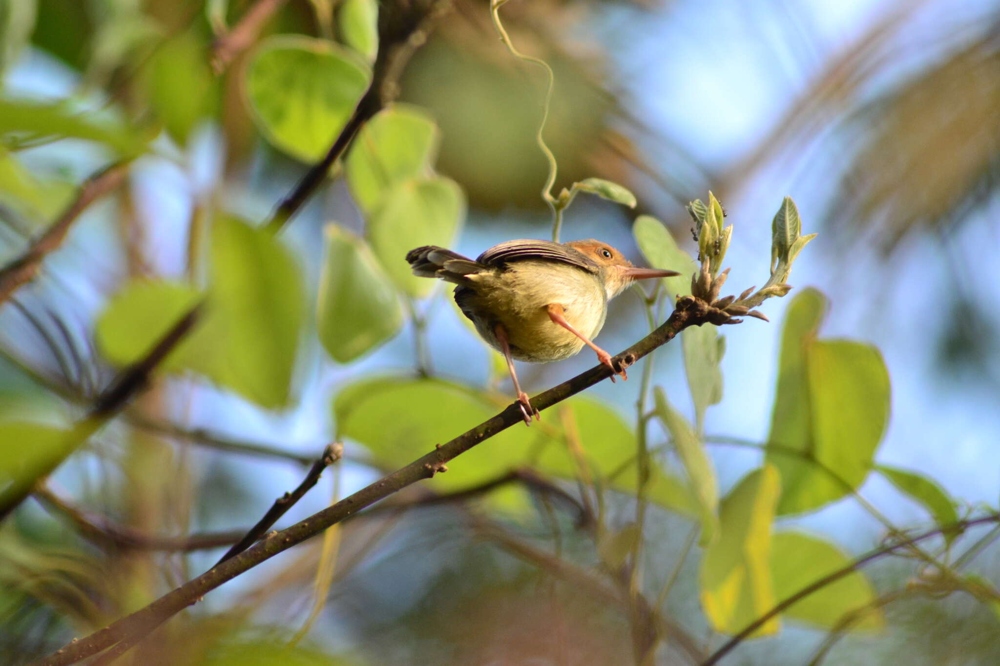 Image of Olive-backed Tailorbird