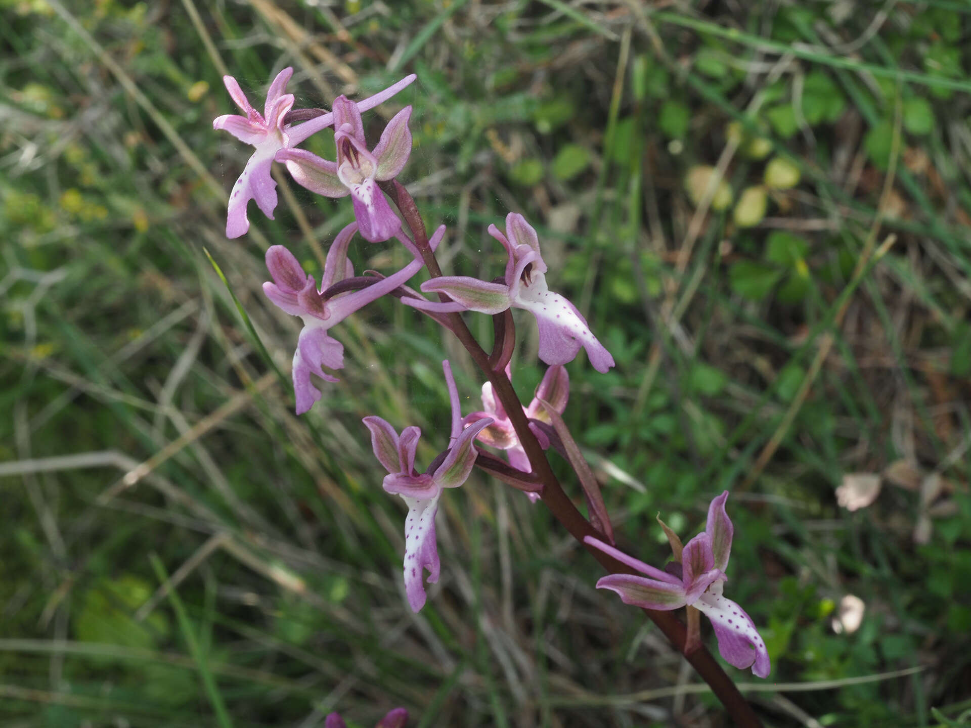 Image of Orchis sitiaca (Renz) P. Delforge