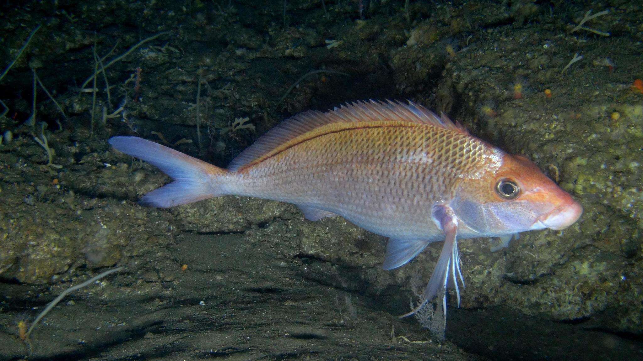 Image of Natal fingerfin