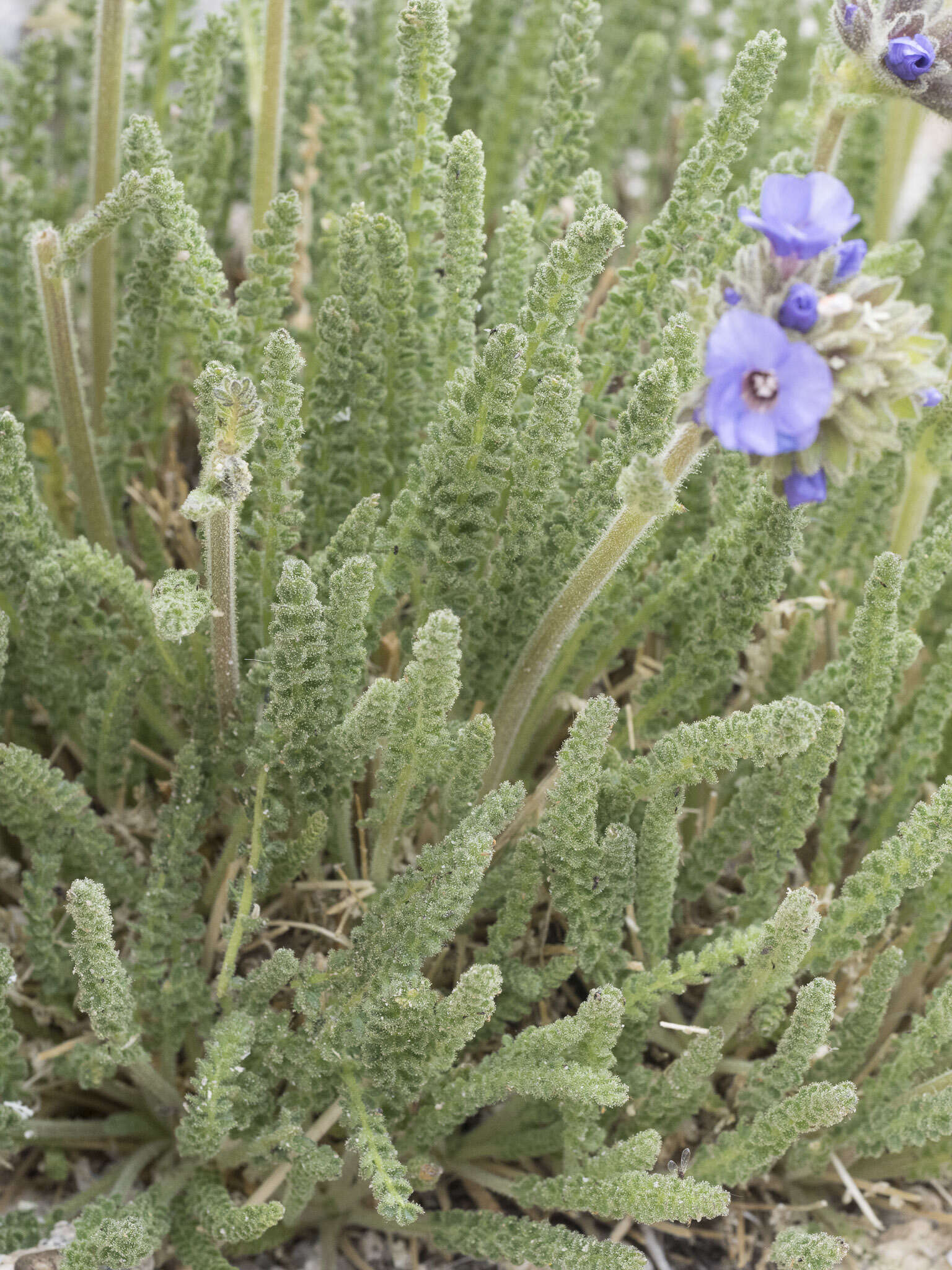 Слика од Polemonium eximium Greene