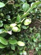 Image of Boxwood Psyllid