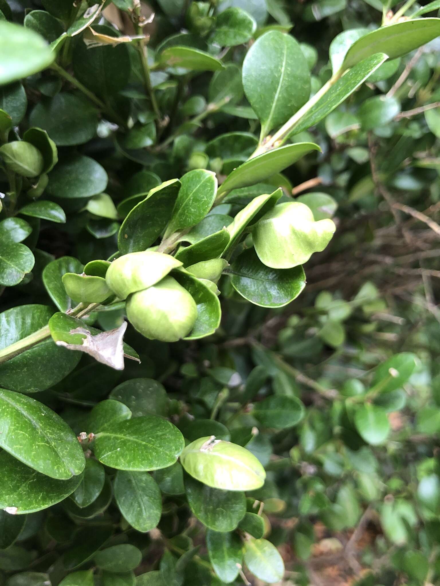 Image of Boxwood Psyllid