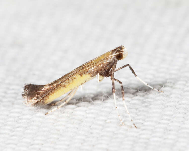 Image of Azalea leafminer