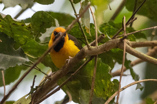 Image of Black-necked Weaver