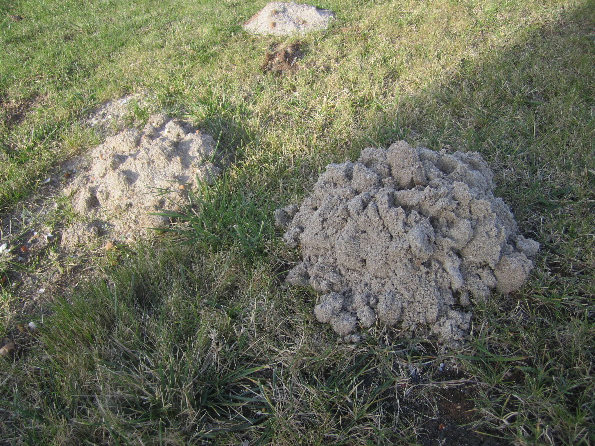 Image de Taupe Ibérique