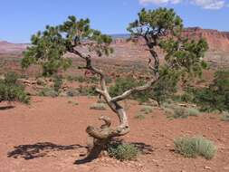 Image of Colorado Pinyon