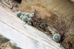 Image of Rebutia minuscula K. Schum.