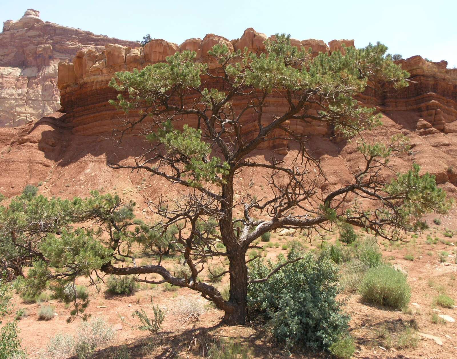 Image of Colorado Pinyon