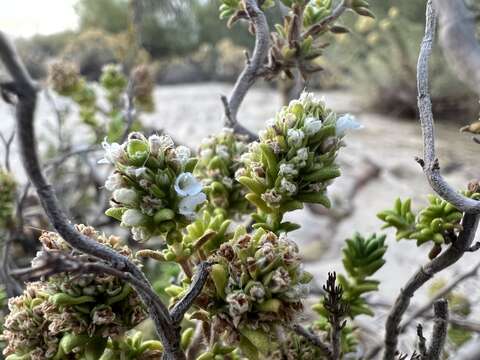 Image of Thymus carnosus Boiss.