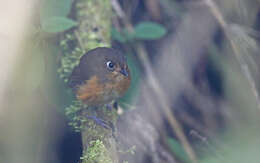Image of Rufous-breasted Antpitta