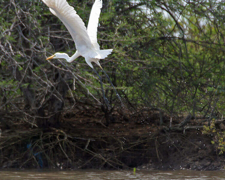 Image of Eastern great egret