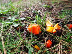 Слика од Hygrocybe aurantiosplendens R. Haller Aar. 1954