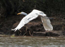 Image of Eastern great egret