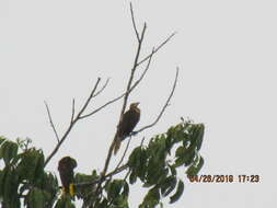 Image of Russet-backed Oropendola