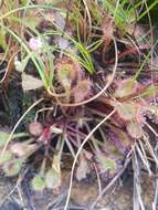 Image of Drosera collinsiae Brown ex Burtt Davy