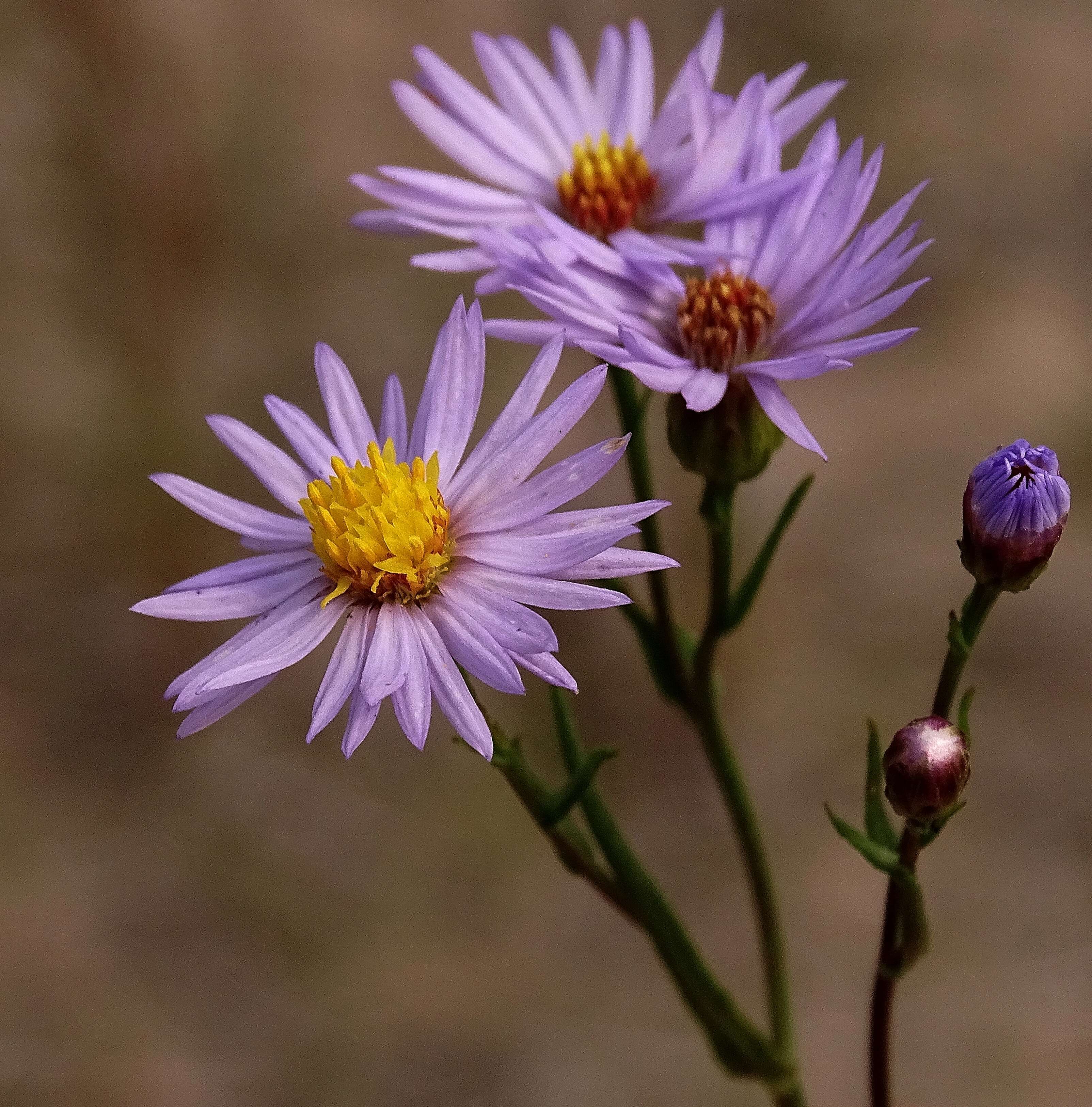 Imagem de Tripolium pannonicum (Jacq.) Dobroczajeva