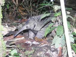 Image of Long-nosed Echidna