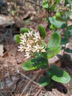 Asclepias jaliscana Robinson的圖片