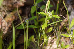 Image de Mitracarpus breviflorus A. Gray