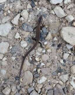 Image of Striped Lightbulb Lizard