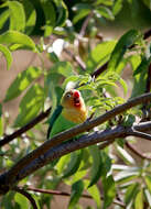 Image of Fischer's Lovebird