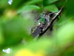 Image of Honduran Emerald