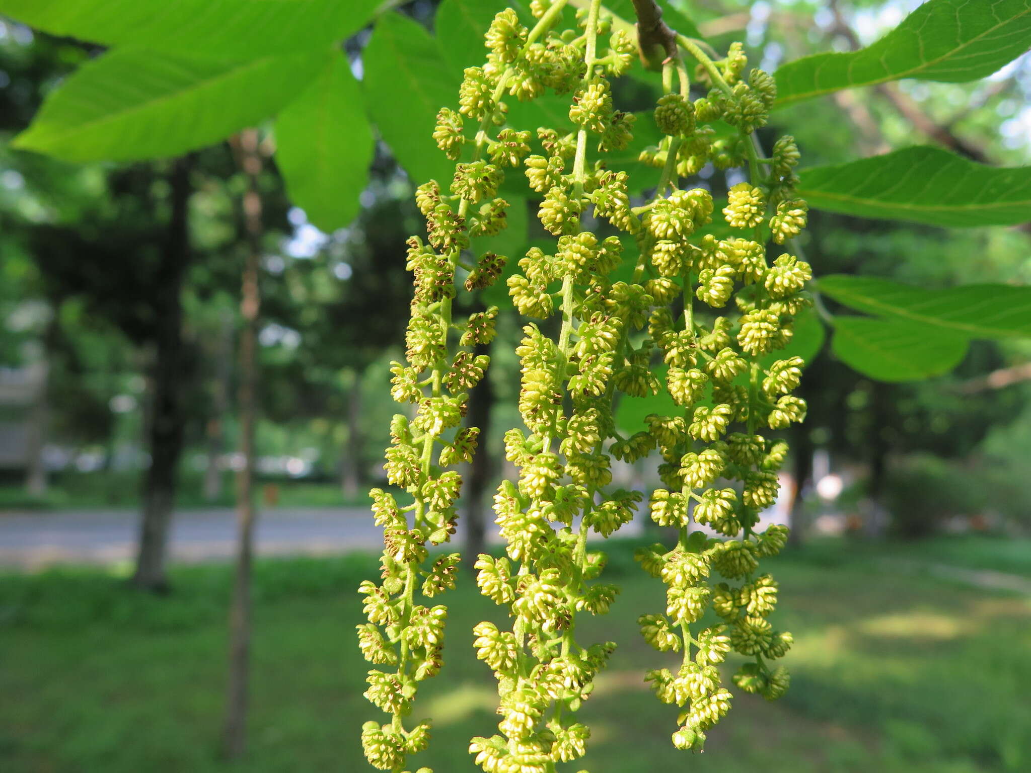 Image of Cyclocarya paliurus (Batalin) Iljinsk.