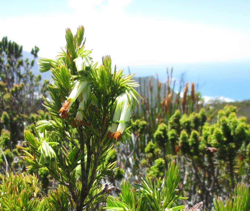 Image of Erica banksia subsp. comptonii (Salter) E. G. H. Oliv. & I. M. Oliv.