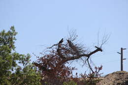 Imagem de Buteo jamaicensis calurus Cassin 1855