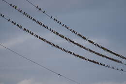 Image of Grey-capped Greenfinch