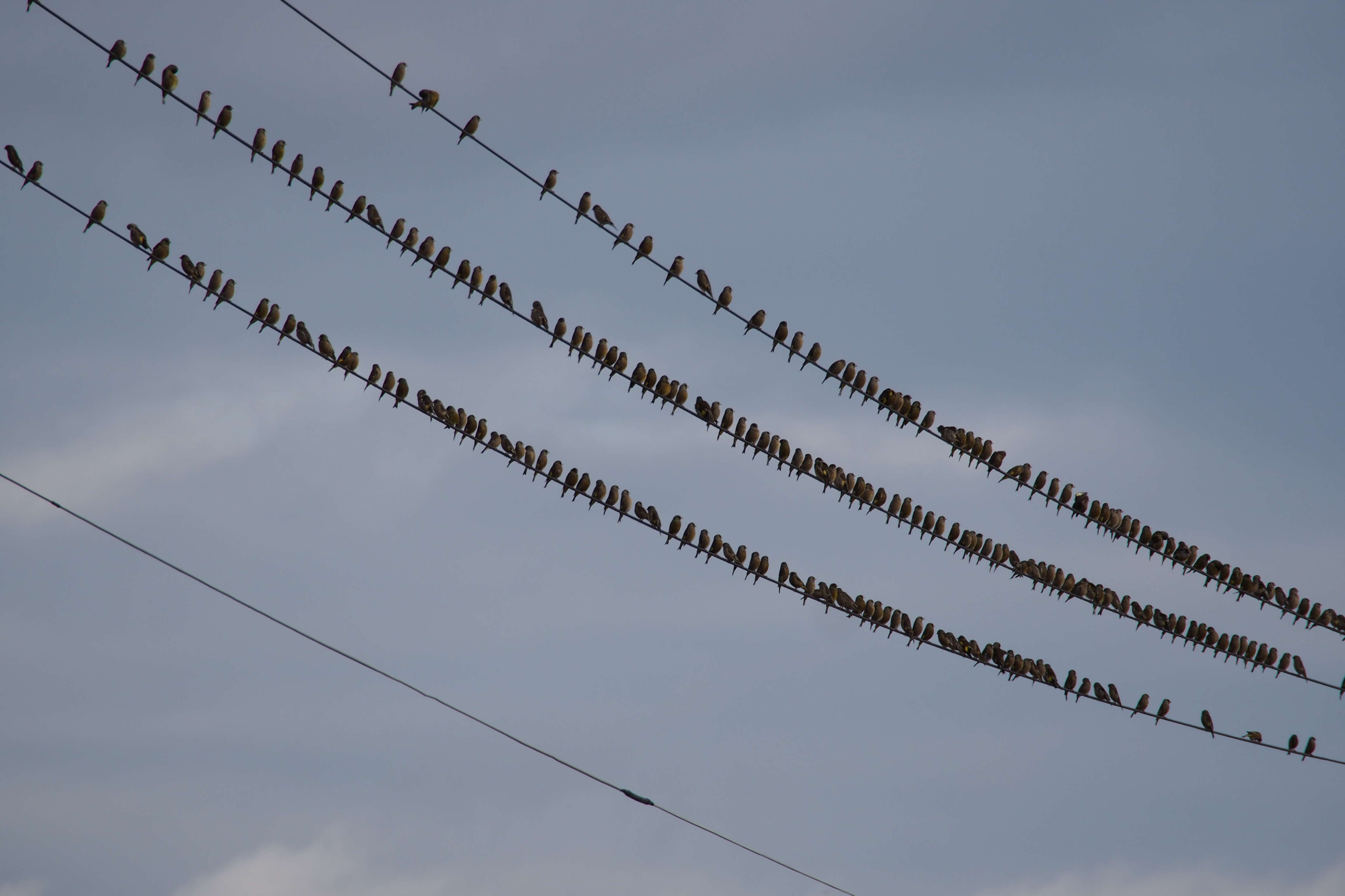 Image of Grey-capped Greenfinch