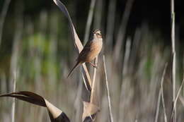 Image of Meadow Bunting