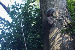 Image of Japanese Squirrel