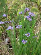 Sisyrinchium bermudiana L.的圖片