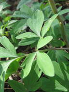 Слика од Corydalis cava (L.) Schweigger & Koerte