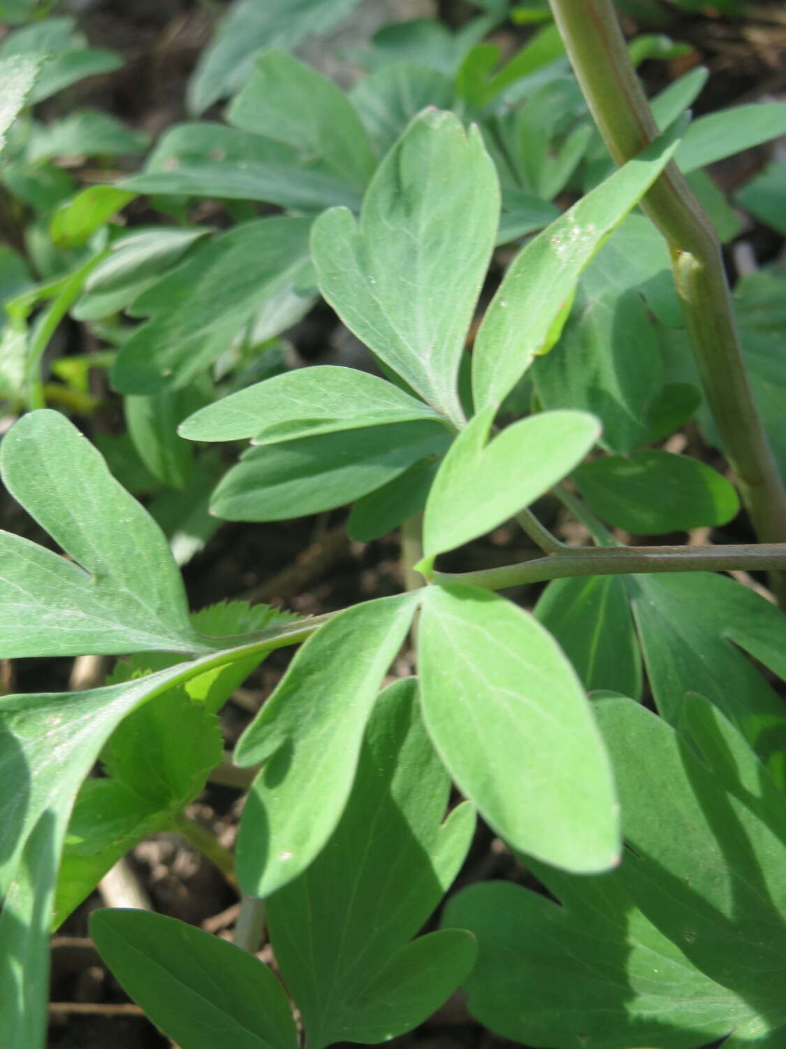 Слика од Corydalis cava (L.) Schweigger & Koerte