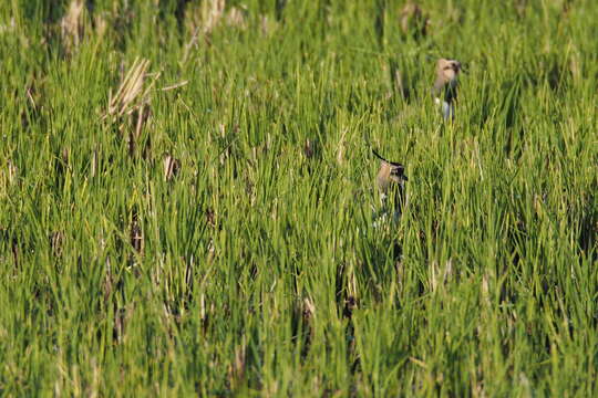 Image of Lapwing