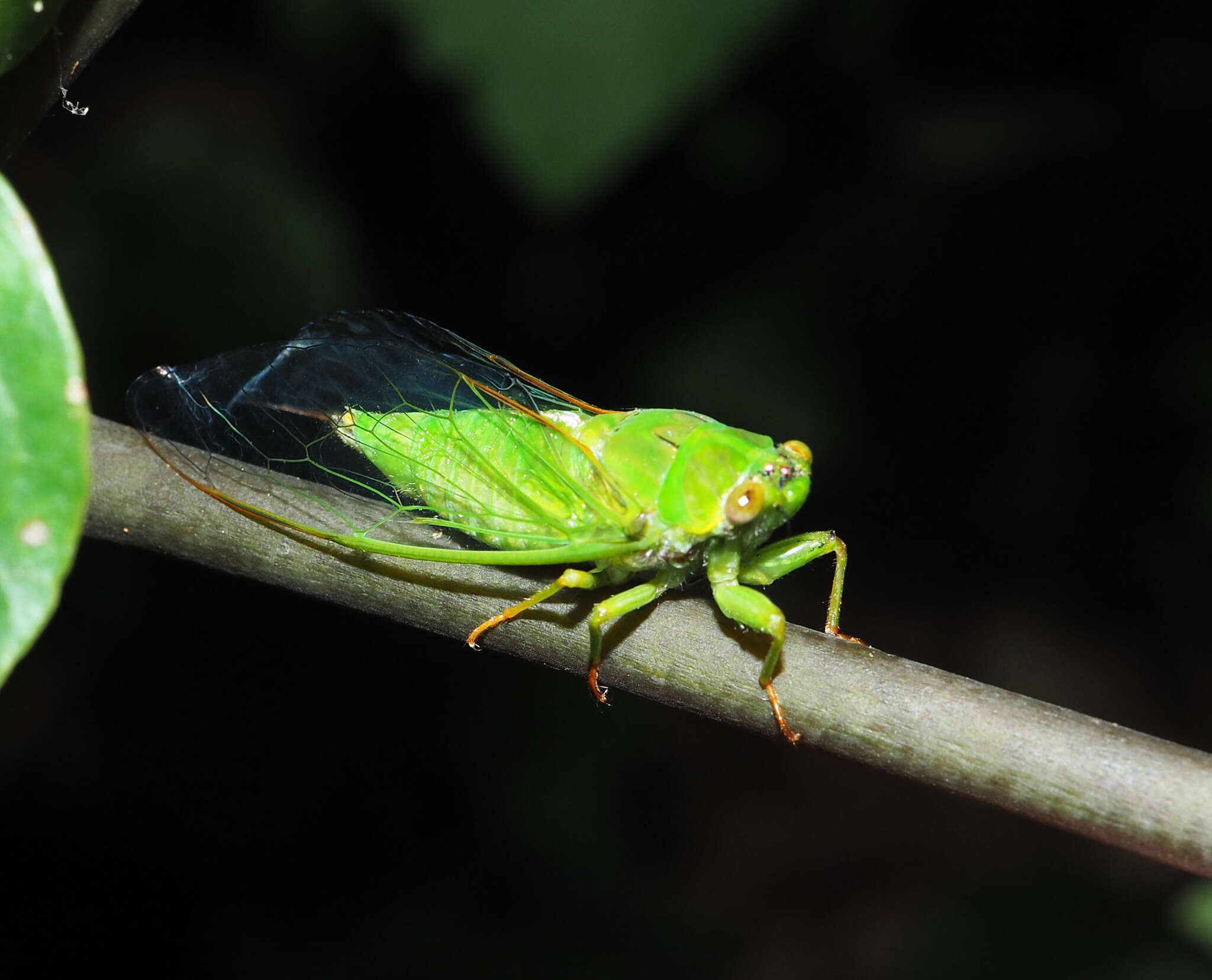 Image of April green cicada