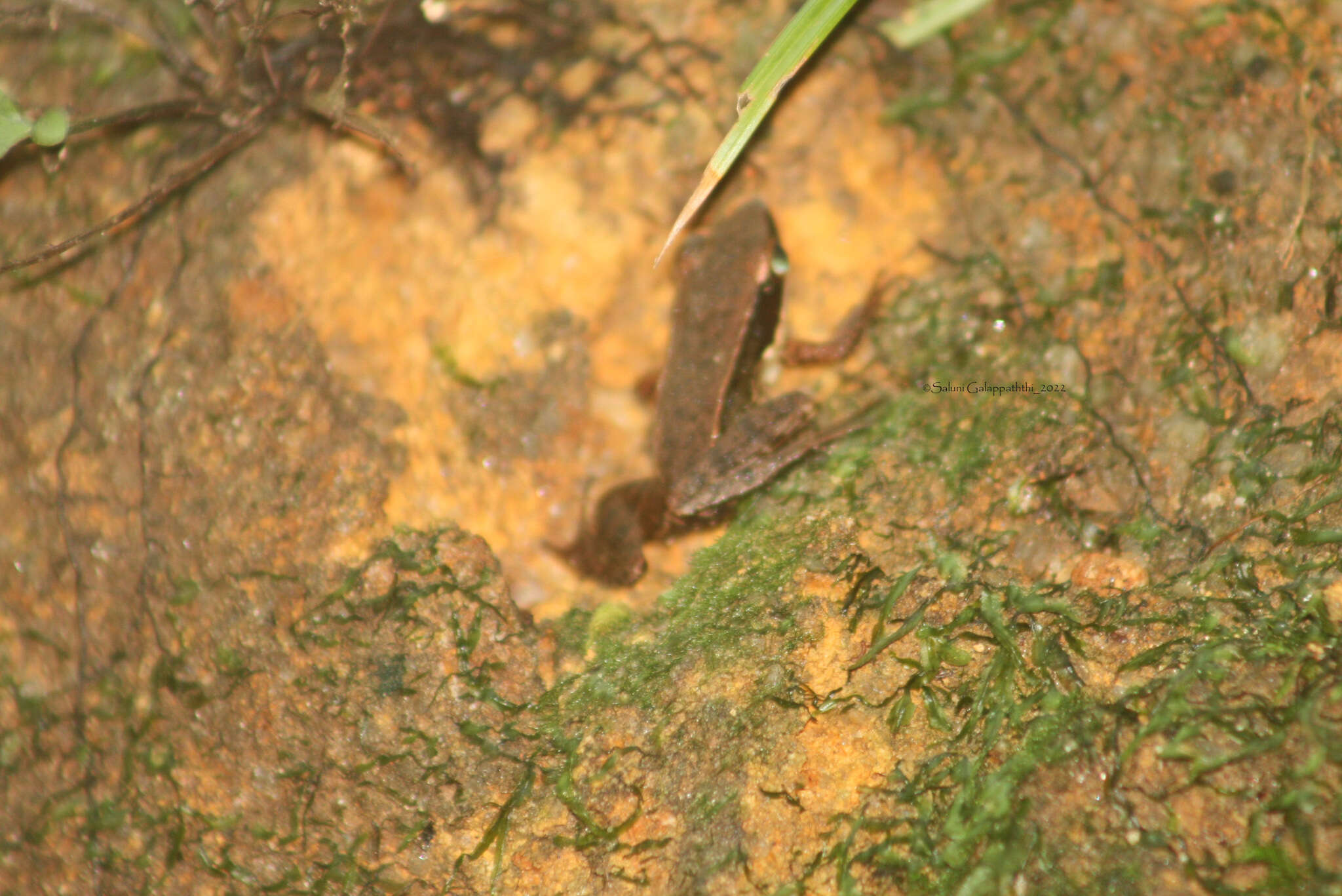 Image of Indosylvirana serendipi (Biju, Garg, Mahony, Wijayathilaka, Senevirathne & Meegaskumbura 2014)