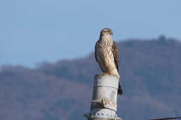 Image of Eurasian Goshawk