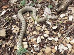 Image of Vipera aspis aspis (Linnaeus 1758)