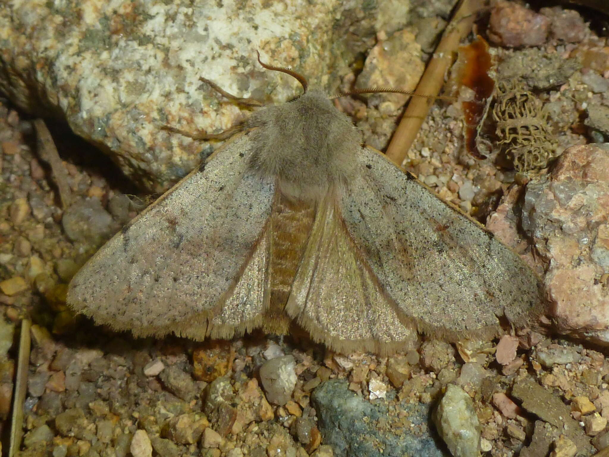 Image of Perigrapha (Rororthosia) rorida Frivaldsky 1835