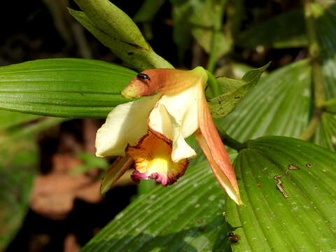 Image of Sobralia gloriosa Rchb. fil.