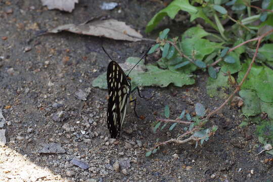 Image of Hestina persimilis Westwood (1850)