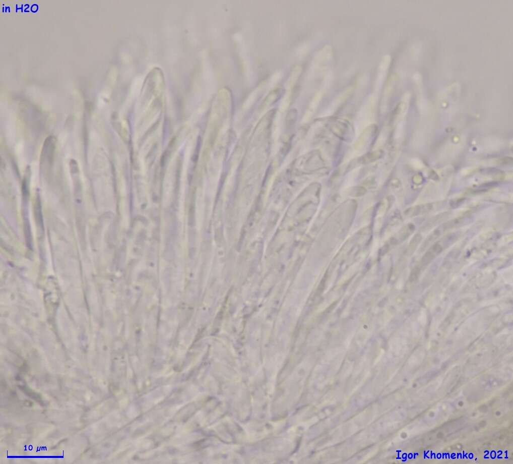 Image of Pyrenopeziza petiolaris (Alb. & Schwein.) Nannf. 1932