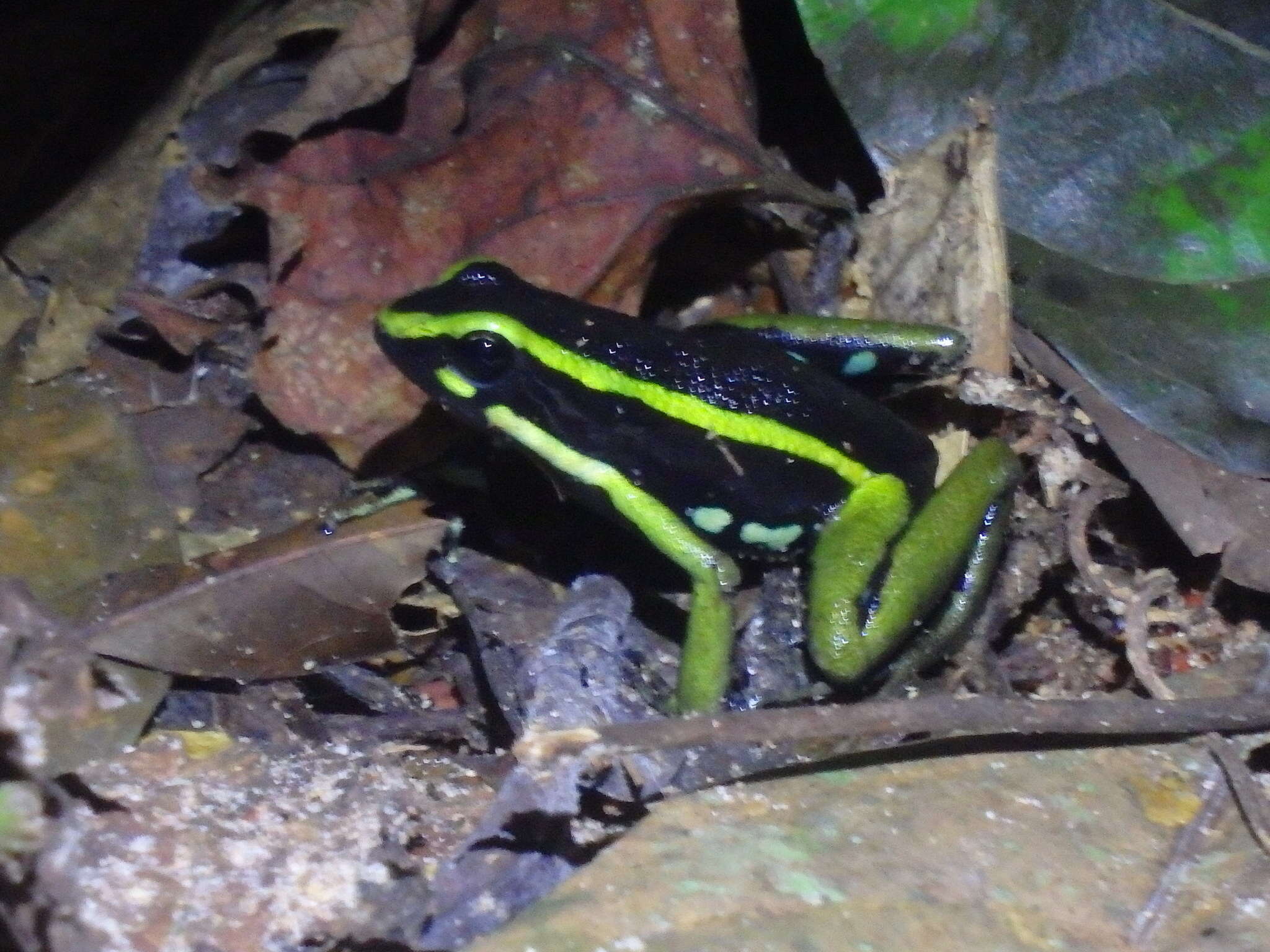 Image of Sapito Dardo Trilistado