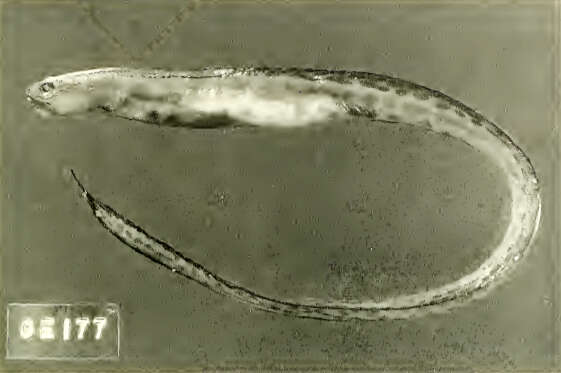 Image of convict blennies