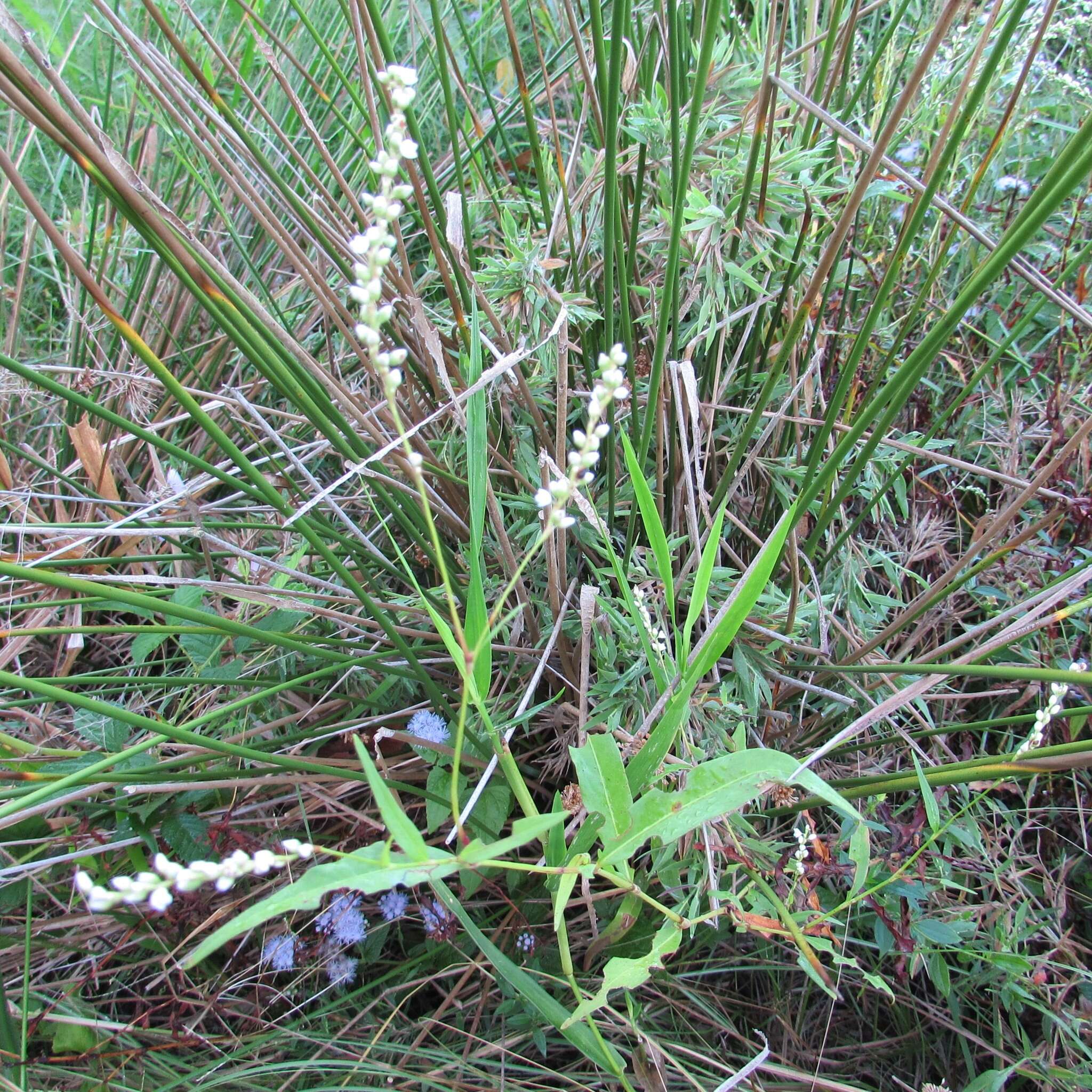 Image of Dotted Smartweed