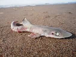 Image of Narrownose Smoothhound